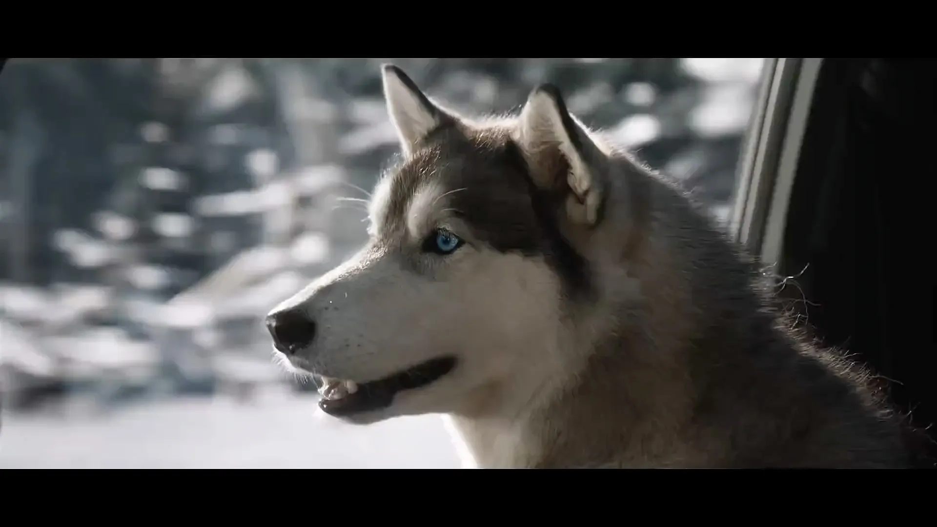 Lexus - Sled Dogs
